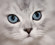 Live Life Like a Kitten. . . Clearly. Use the power of your subconscious . clearly cat face silver chinchilla persian